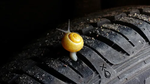 Escargot sur un pneu posé à plat, illustrant la sensibilisation à la protection de l’environnement